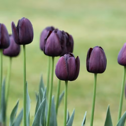 YouGarden Queen of the Night Tulip Bulbs, 30 Bulbs, Deep Purple – 2