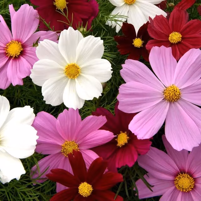 Unwins Cosmos Sonata Multicolour Flower Seeds for Ornamental Gardens
