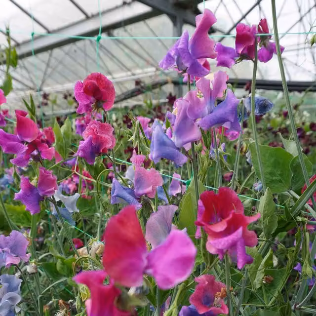 Unwins Blue Shift Sweet Pea Flower Seeds, Purple