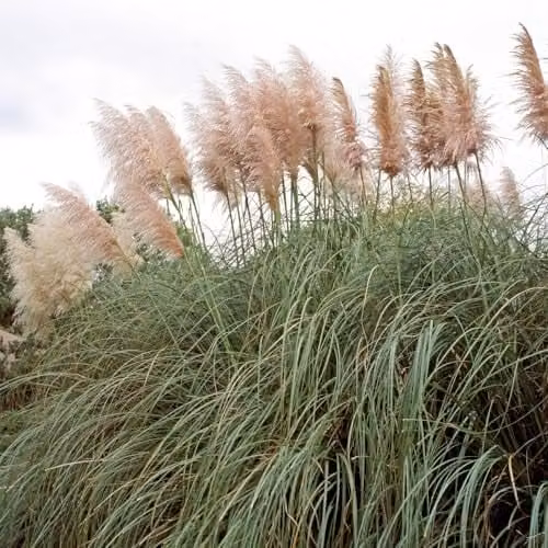 Thompson and Morgan Cortaderia selloana Rosea Exotic Pink Pampas Grass, 1x 9cm Potted Perennial Plant