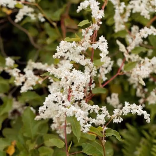 Thompson & Morgan Fallopia baldschuanica Russian Vine Mile A Minute Fast-Growing Climbing Plant, Hardy Perennial with White Flowers, 3 Litre Pot