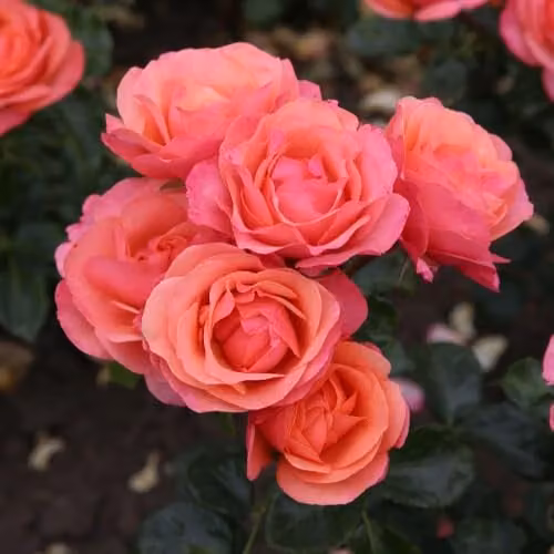 Thompson & Morgan Rose Coral Garden Floribunda with Coral-Pink Blooms and Sweet Fragrance, Bare Root – 1