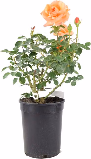 Plants by Post Rose Special Occasion Ornamental Shrub, Pink and Orange