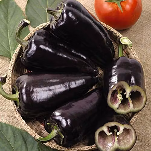Thompson and Morgan Sweet Black Knight F1 Hybrid Pepper Vegetable Seeds, 8 Seeds per Packet