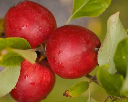 Direct Plants Katy Apple Fruit Tree, 182.88 cm Tall, in a 12 Litre Pot