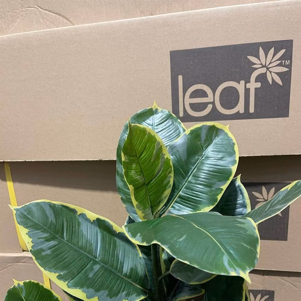 Botanik Leaf 120cm Artificial Rubber Tree in Green – 6