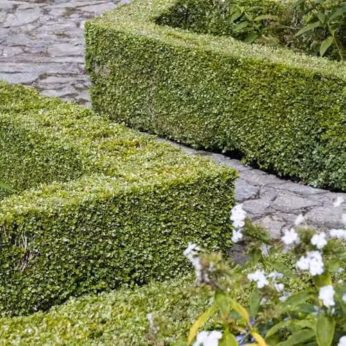 YouGarden Buxus Sempervirens Box Hedging Pack, 24 Green Hedge Plants in 9cm Pots – 1