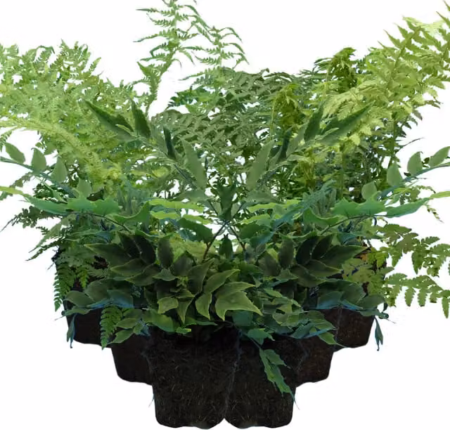 Plants By Post Pack of 3 Hardy Fern Mix Shield Holly and Male Fern Green 1L