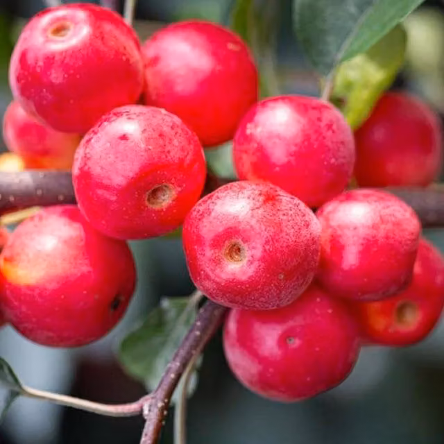 Direct Plants Malus Gorgeous Red Crab Apple Ornamental Tree in a 7.5 Litre Pot