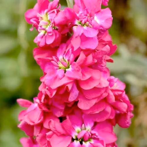 Thompson & Morgan Column Stock American Beauty Flower Seeds, Fragrant Deep Reddish Pink Double Blooms, 75 Seeds