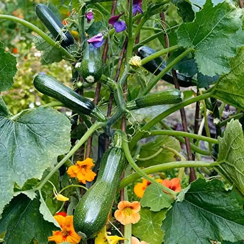 Thompson and Morgan Courgette Black Forest Seeds Cucurbita Pepo, 4 Seeds per Packet – 1