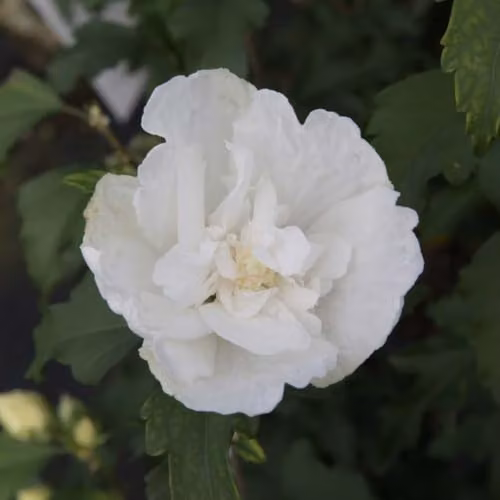 Thompson and Morgan Hibiscus Syriacus White Chiffon Ornamental Shrub, White Double Flowers, 18 Litre Pot – 2