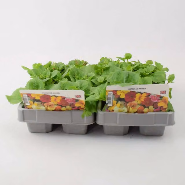 Plants by Post Mimulus Mixed Bedding Plants, 24 Plants (2 x 12 Pack), Multicolour Red, Yellow, Orange and Pink