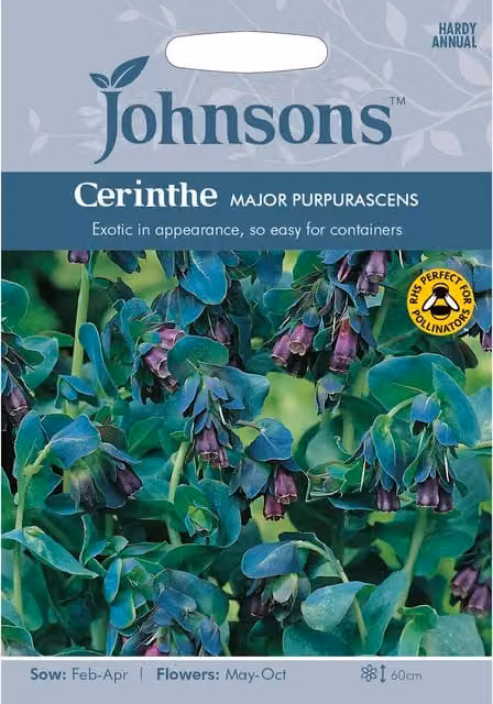 Johnsons Cerinthe Major Purpurascens Purple Ornamental Flower Seeds