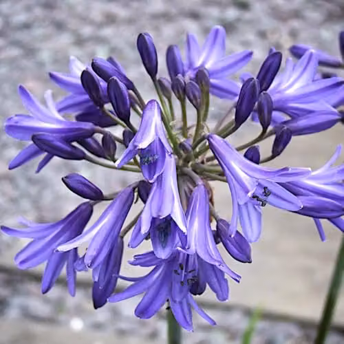 Thompson & Morgan Agapanthus Africanus Blue Perennial in a 3 Litre Pot