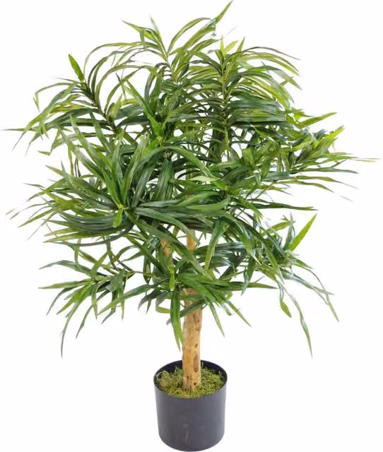 Dyzi Artificial Dracaena Plant with Natural Wood Trunk, Green, Height: 100 cm