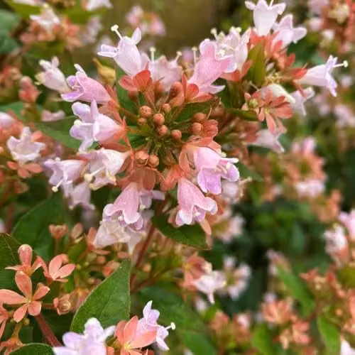 Thompson & Morgan Abelia x grandiflora Raspberry Profusion Ornamental Flowering Shrub, Pink and Purple, 3 Litre Pot – 1