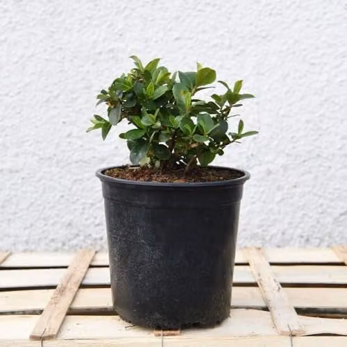 Thompson and Morgan Escallonia laevis Pink Elle Hardy Evergreen Ornamental Shrub with Pink Summer Flowers, 2 x 9cm Pots