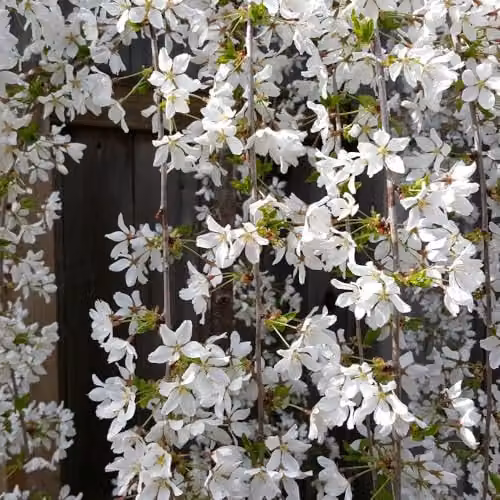 Thompson & Morgan Prunus Snow Fountains Weeping Cherry Blossom Tree with Fragrant White Spring Flowers and Autumn Colour, 3.6 Litre Pot – 2