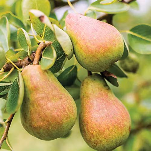 Thompson & Morgan Hardy Williams Bon Chretien Pear Fruit Tree with Quince A Rootstock, 12L Potted Plant