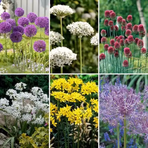 YouGarden Mixed Allium Bulb Collection, Set of 200 Bulbs in Purple and White Varieties