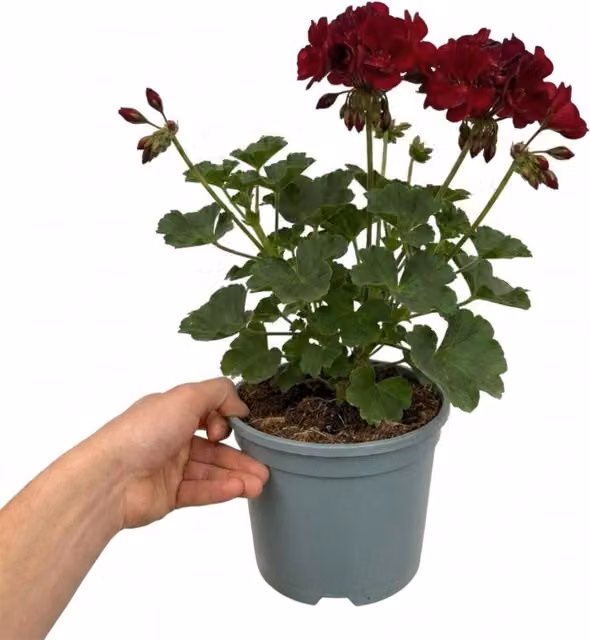 Plants By Post Geranium Calliope Dark Red Bedding Plant, 2L Pot