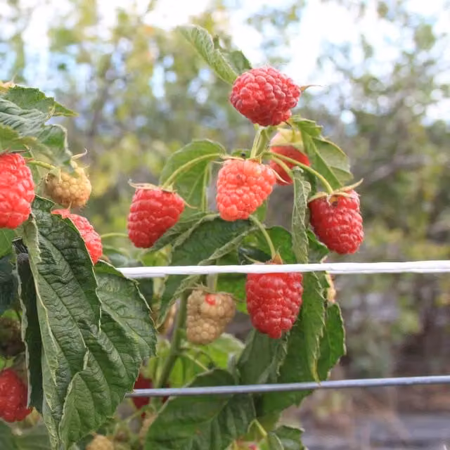 Marshalls Garden Little Sweet Sister Thornless Lowberry Raspberry Shrub, Red