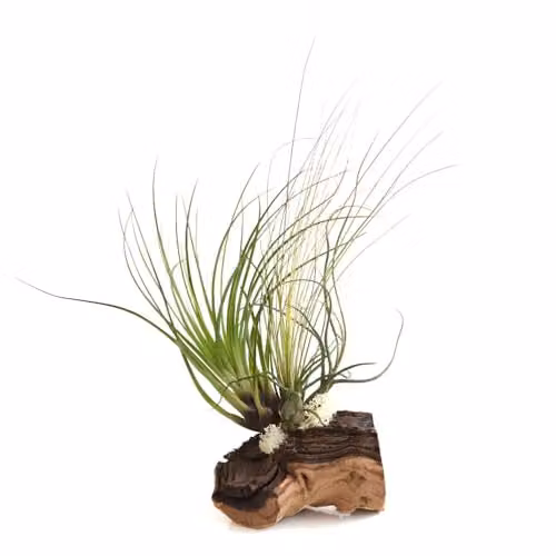 Thompson & Morgan Set of 3 Air Plants on Rustic Bog Wood in Multicolour and Green – 3