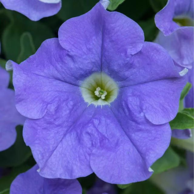 Plants By Post Sky Blue Petunia Bedding Plants, 12 Pack