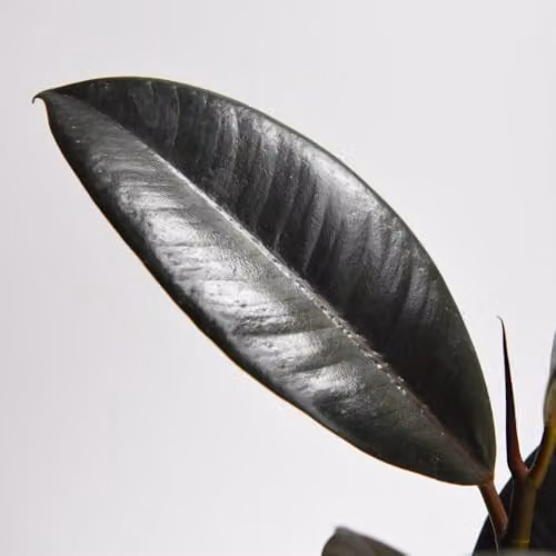 Thompson & Morgan Ficus elastica Abidjan Rubber Plant, 2 Pack, Height: 15 cm, Pot Diameter: 8.5 cm – 5