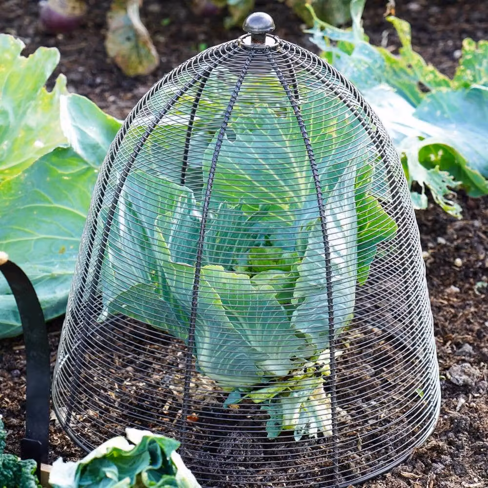 Lemon Pavilion Silver Mild Steel Outdoor Wired Plant Protector, W: 36 cm, D: 36 cm, H: 48 cm – 3
