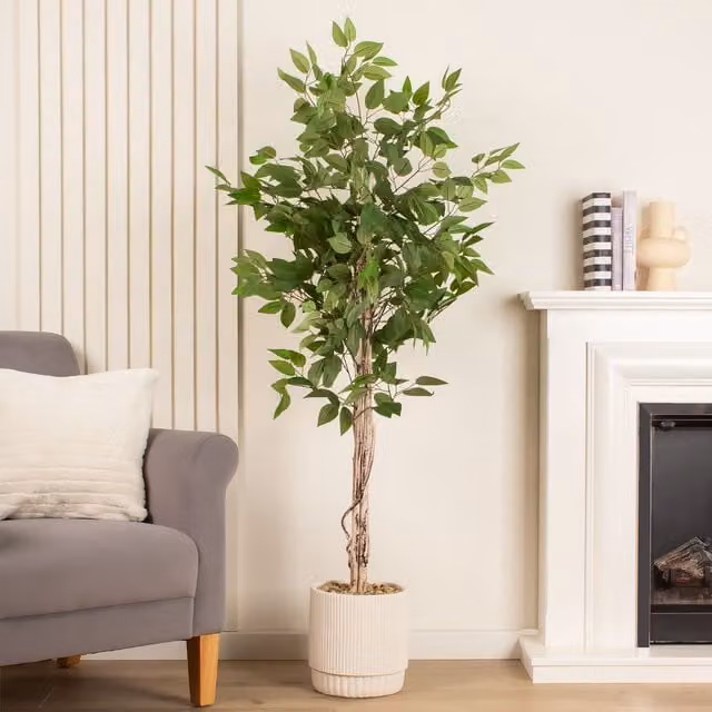 Scottish Everlastings Ltd 160 cm Green Ficus Tree in a Concrete Pot