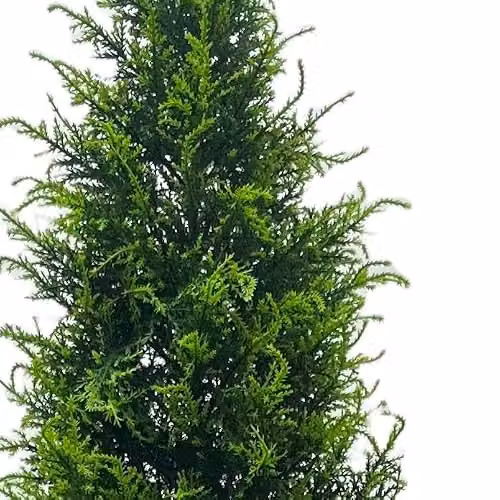 Artificial Cedar Cypress Conifer Trees in Green, Height: 150 cm – 2