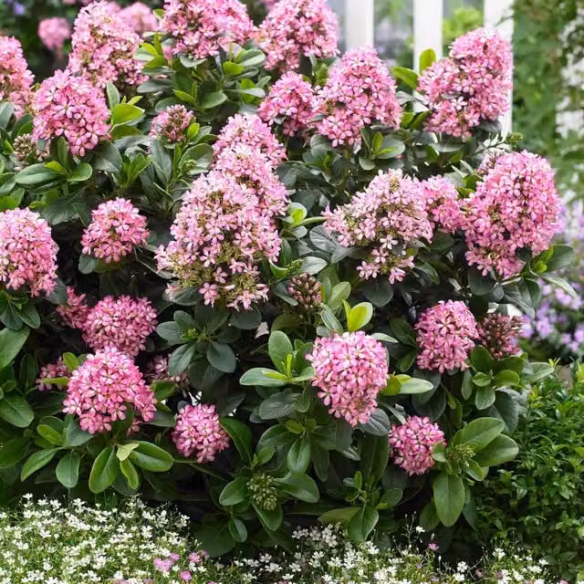 Marshalls Garden Escallonia Leavis Pink Elle Compact Evergreen Ornamental Shrub, Pink, 9cm Pot