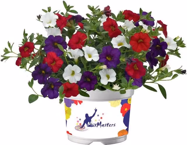 MixMasters Calibrachoa Cafe De Paris Summer Bedding Plants, 2 x 1L Pots, Soft Cream-Pink Multicolour