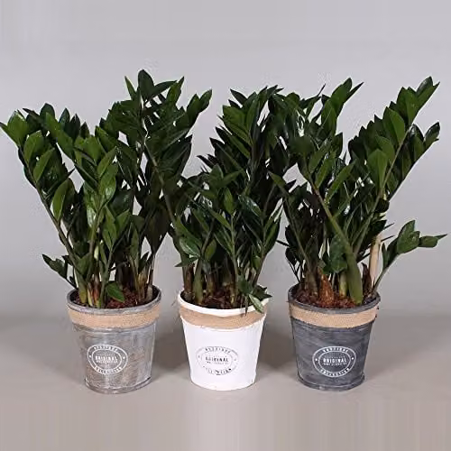 Thompson & Morgan Zamioculcas Zamiifolia Zanzibar Gem Indoor House Plant with Glossy Green Foliage in a 17cm Pot – 4
