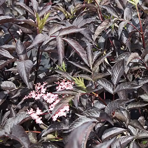 Thompson & Morgan Sambucus Eva Hardy Perennial Flowering Elder Shrub, 3.5 Litre Pot – 1