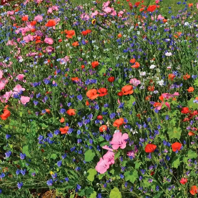 Unwins Bee and Butterfly Multicolour Flower Seed Mix, 600 g