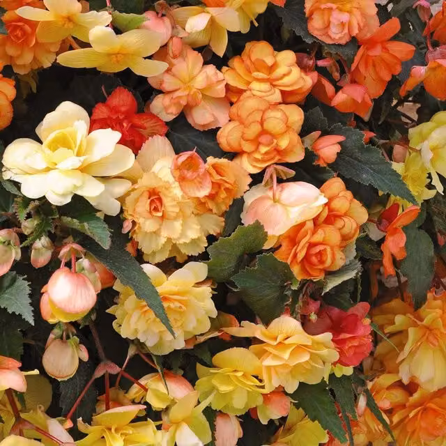 Thompson Morgan Orange Begonia Perennial Garden Ready Plants