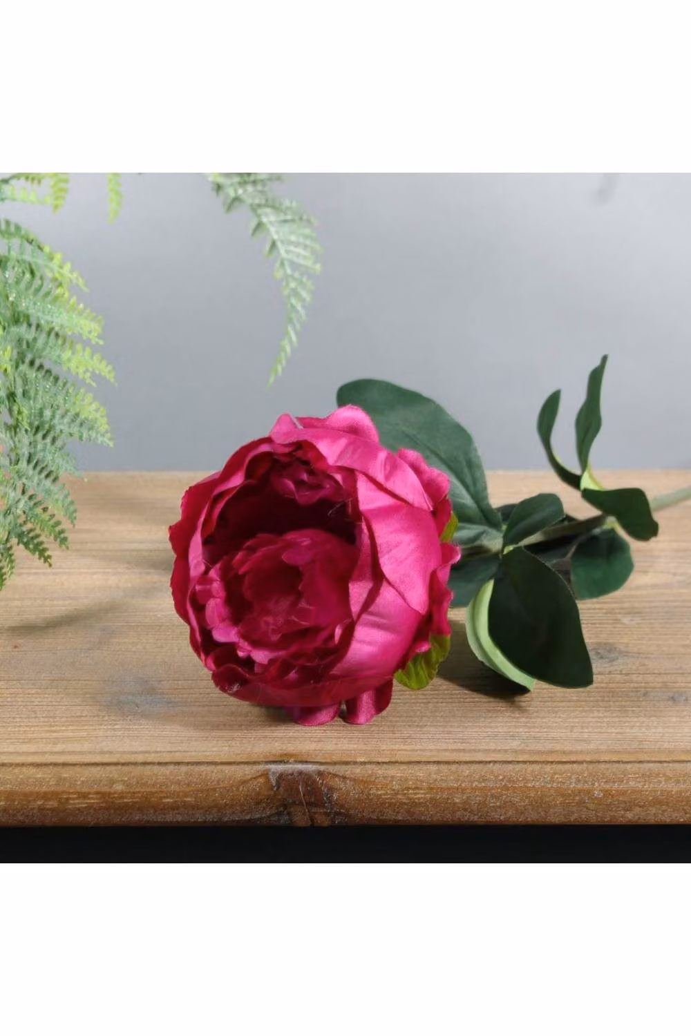 KDMD Essential Cerise Arundel Garden Peony, Pink, 3 Pack, Height: 57 cm – 2