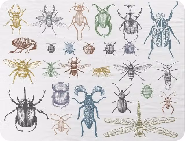 Benjamin Tate Design Many Species Vintage Hand Drawn Style Fleece Blanket in Natural, W/D/H: 120 x 150 cm – 2