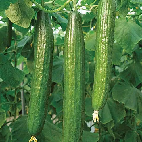 Thompson and Morgan Bella Variety Cucumber Vegetable Seeds, 1x Packet – 1