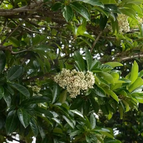 Thompson and Morgan Viburnum odoratissimum Glossy Evergreen Shrub with White Flowers and Red-to-Black Berries, 12 Litre Pot