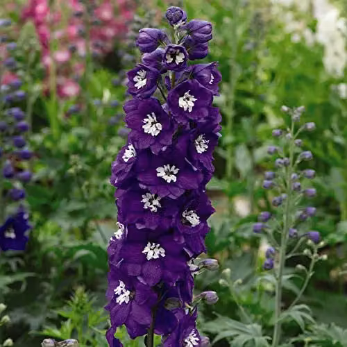 Thompson and Morgan Delphinium Dark Blue and White Bee Hardy Perennial 60 Plug Plants