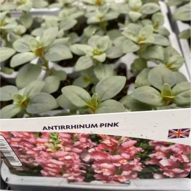 Plants by Post Pink Antirrhinum Snapdragon Bedding Plants, 24 Pack