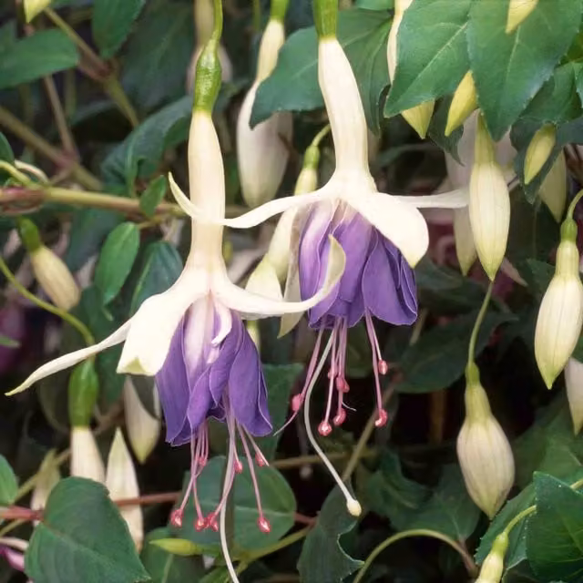 Marshalls Garden Fuchsia Carmel Blue Perennial Outdoor Plant in Purple and Pink