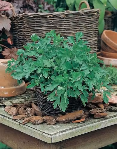 Mr Fothergill's Plain Leaved Parsley Herb Seeds, 2g – 3