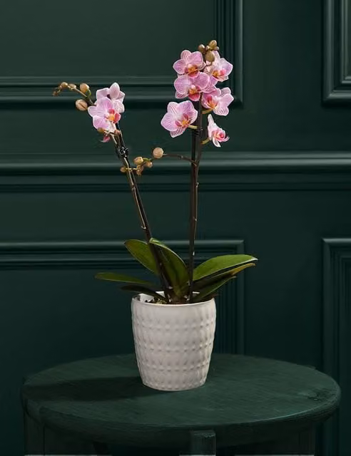 M&S Flower Market Pink Phalaenopsis Orchid in a Ceramic Pot