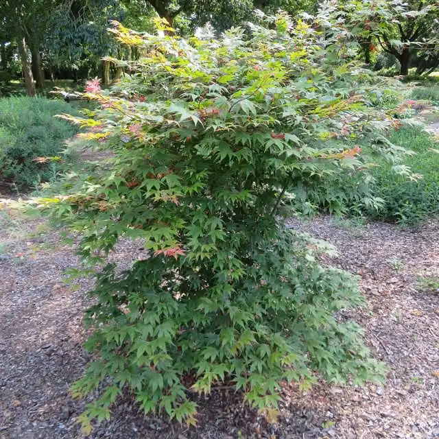 Marshalls Garden Acer Palmatum Deciduous Ornamental Tree in Green, Orange, Red and Yellow