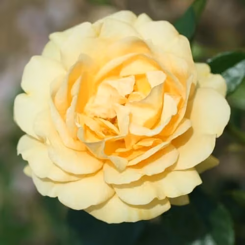 Thompson & Morgan Rose Absolutely Fabulous Floribunda, Fragrant Golden Yellow Repeat Flowering Ornamental Shrub, 2 Bare Roots